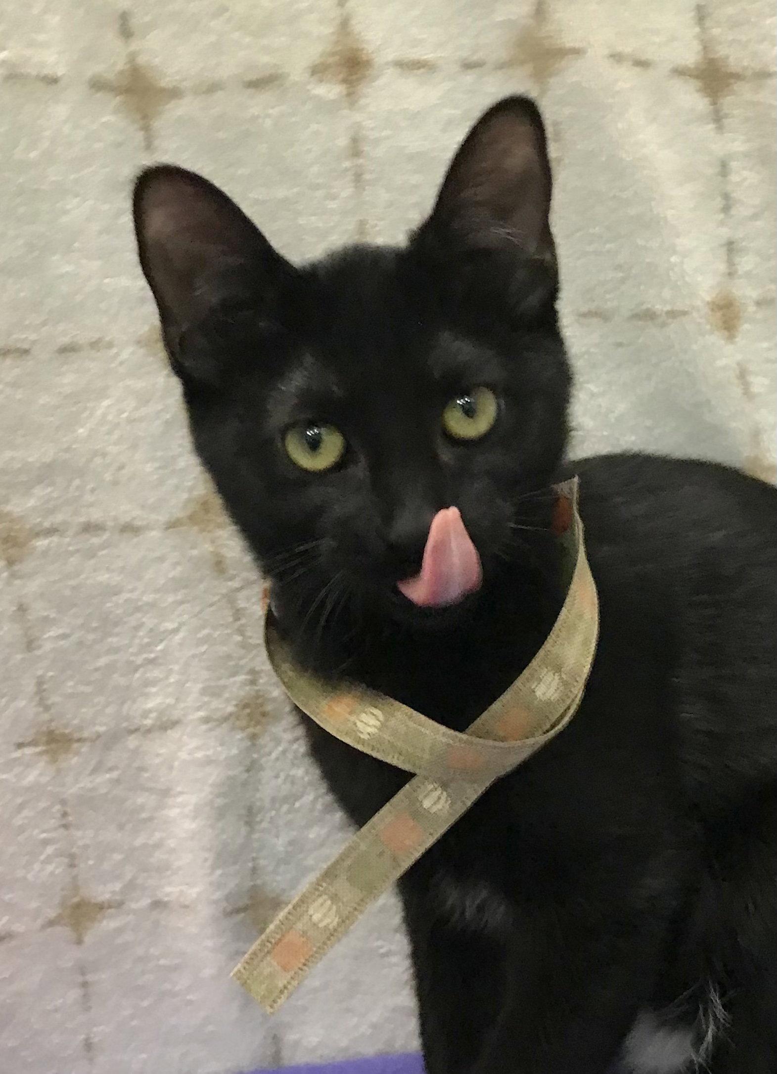 Shadow, a Adoptable Domestic Short Hair in Dublin, OH image 1/3
