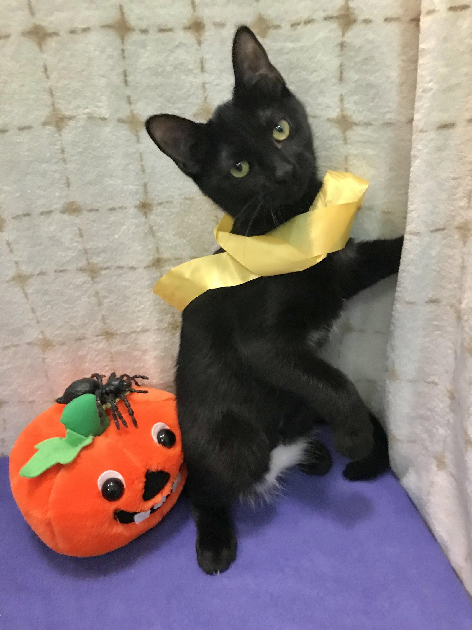 Shadow, a Adoptable Domestic Short Hair in Dublin, OH image 2/3