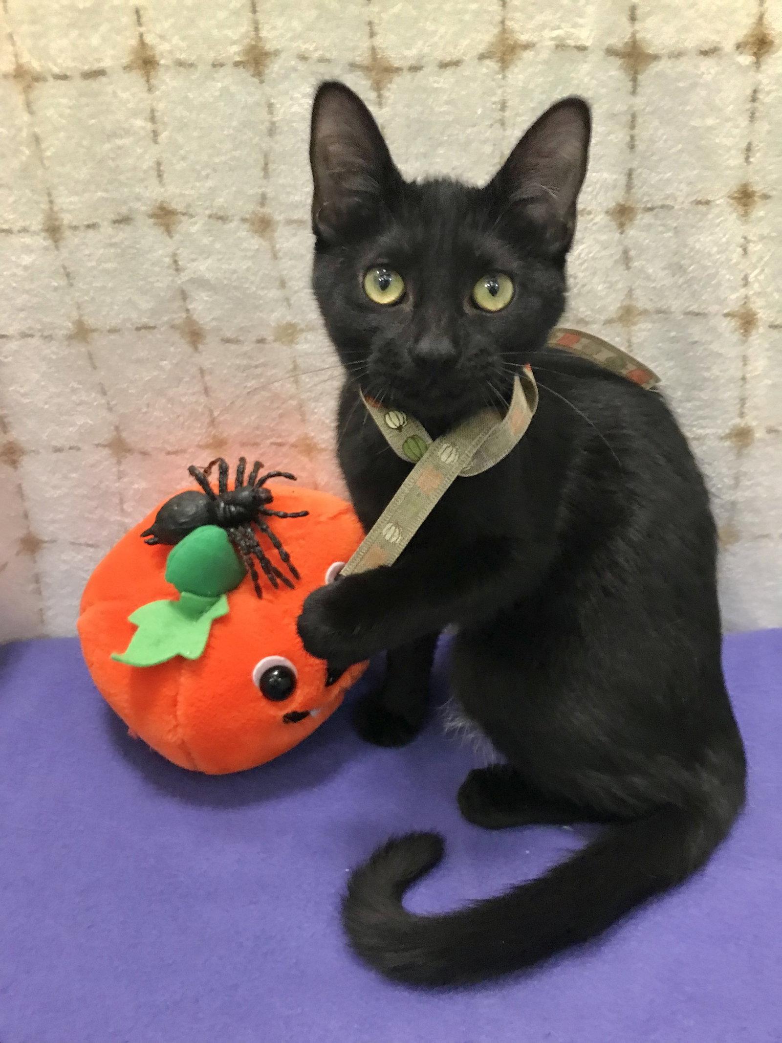 Shadow, a Adoptable Domestic Short Hair in Dublin, OH image 3/3