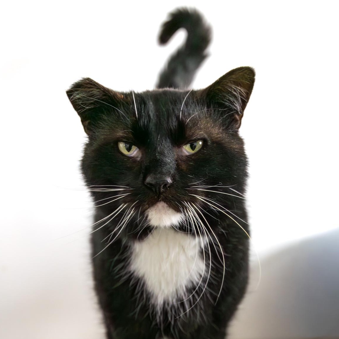 Enlarge Collins, a Adoptable Domestic Short Hair in Lone rock, WI image 1/3