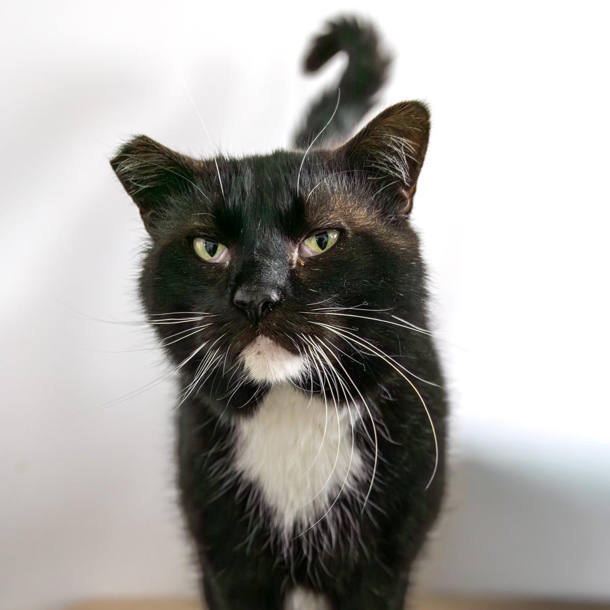 Enlarge Collins, a Adoptable Domestic Short Hair in Lone rock, WI image 2/3