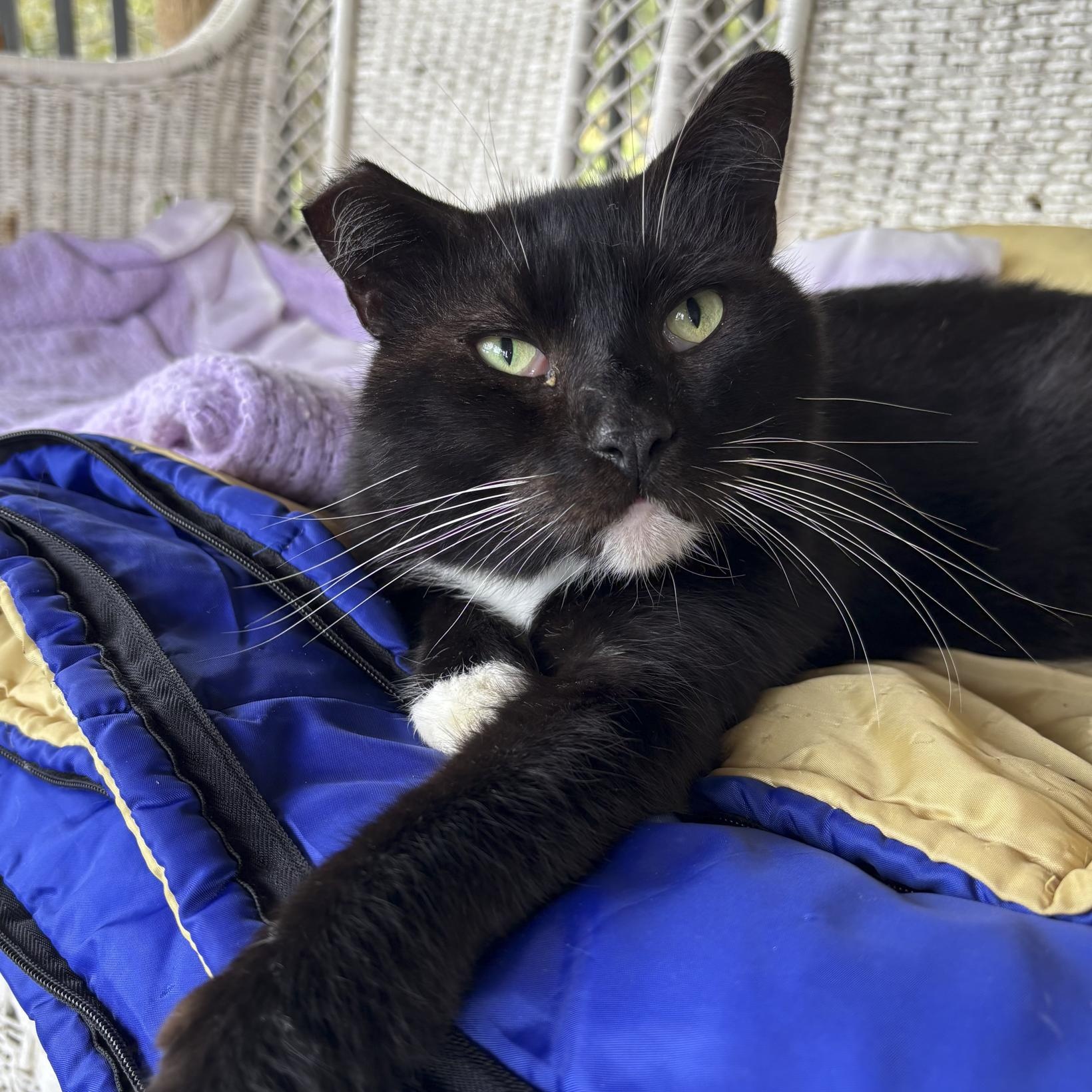 Enlarge Collins, a Adoptable Domestic Short Hair in Lone rock, WI image 3/3