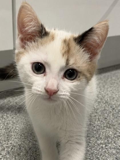 Enlarge Freya, an adopted mixed breed in Tinley Park, IL image 1/1