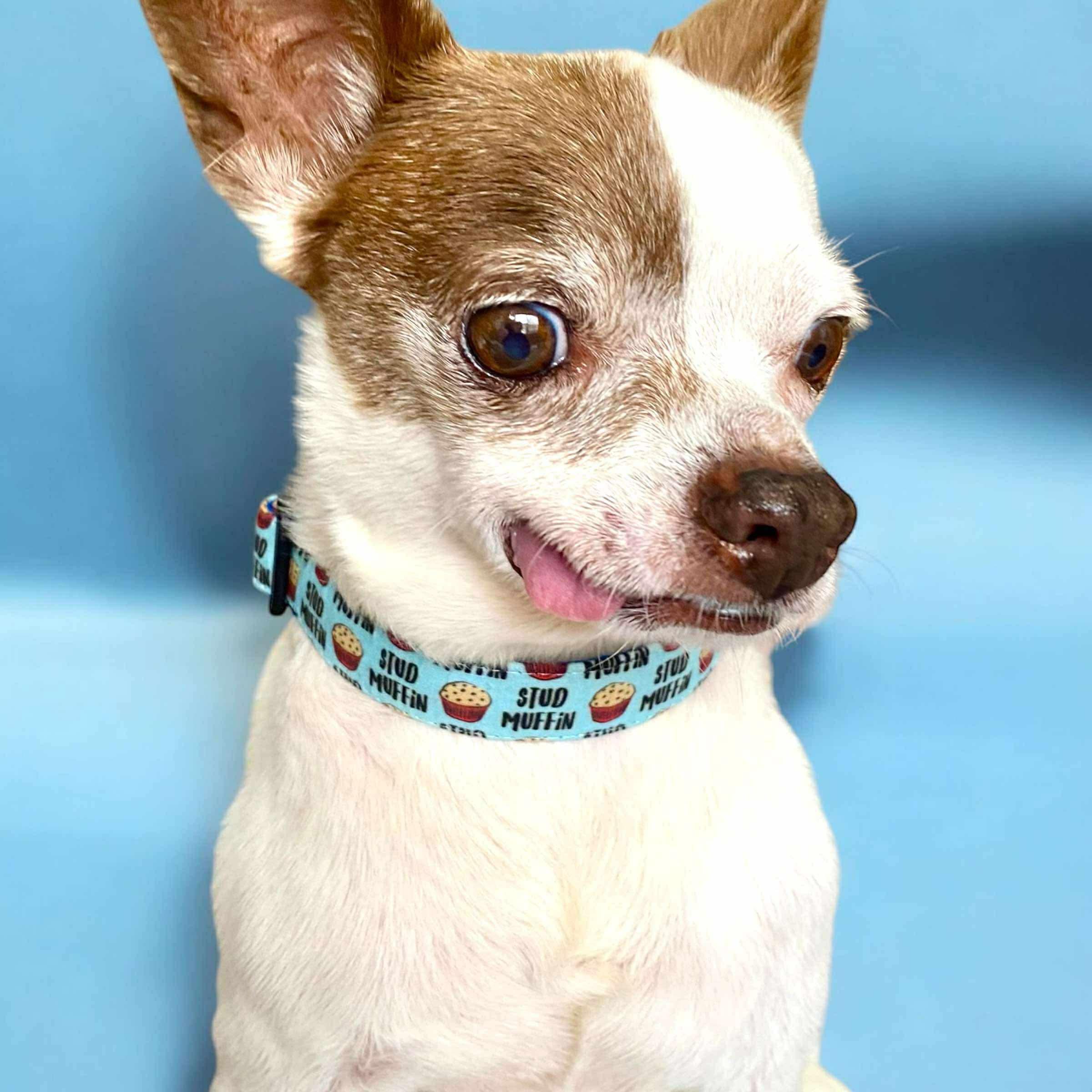 Jeb, Senior Male Chihuahua