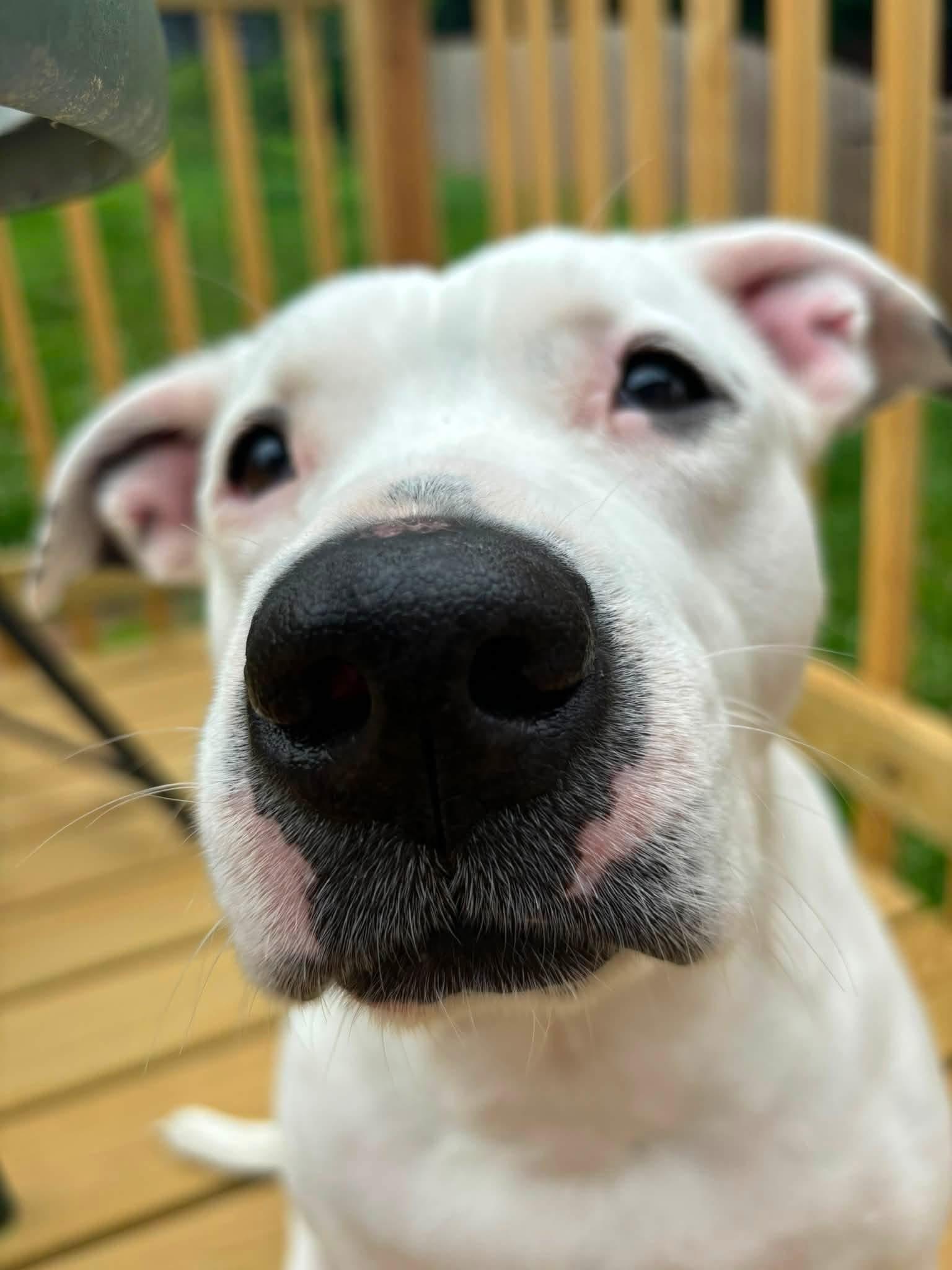 Enlarge Bear, a Adoptable mixed breed in Bedminster, NJ image 6/6
