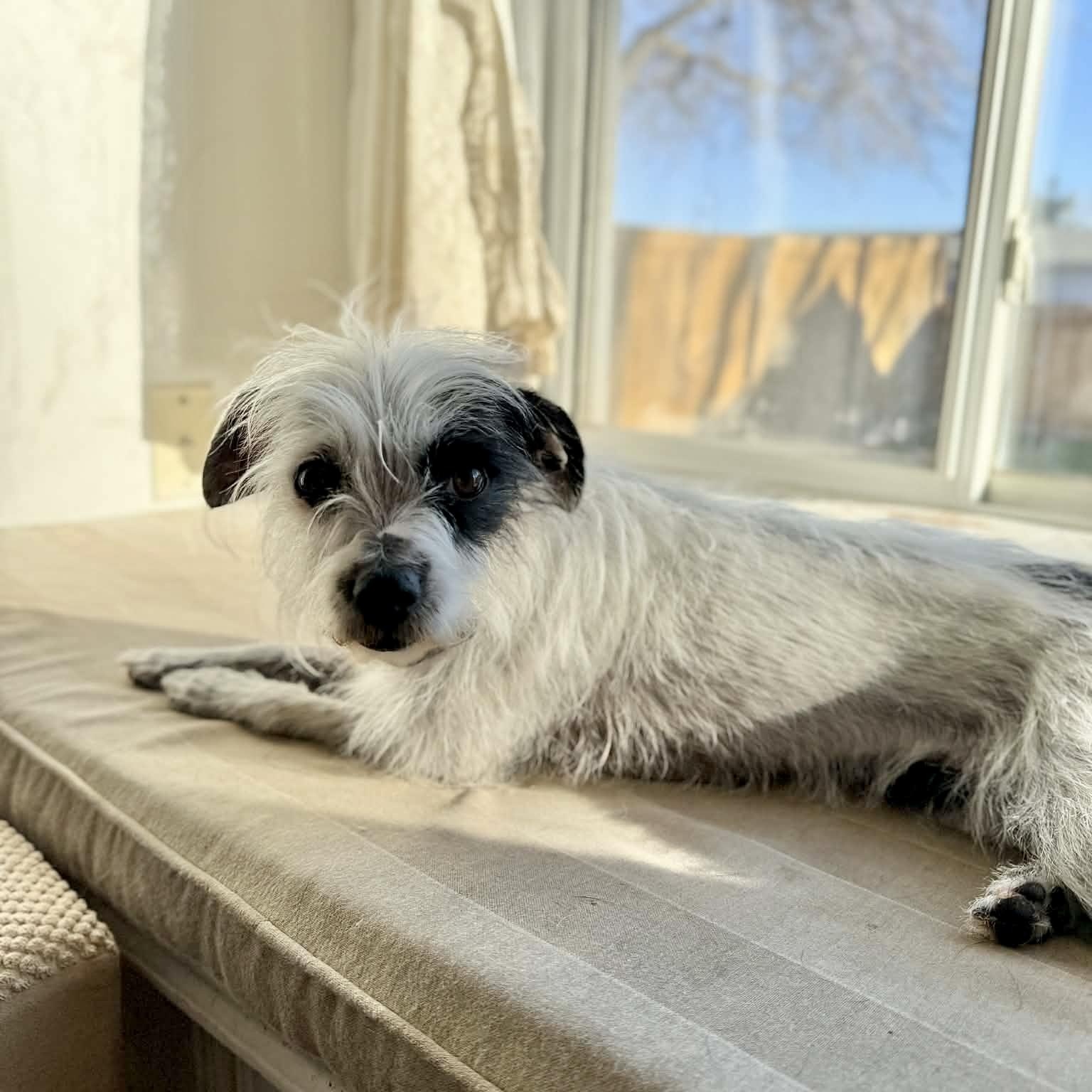 Enlarge Lolli, an adopted mixed breed in Mead, CO image 5/5