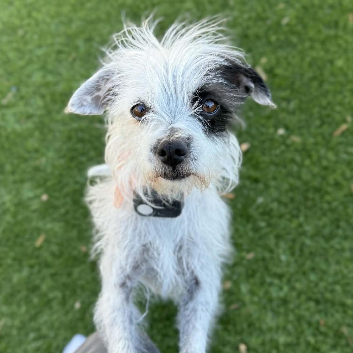 Enlarge Lolli, an adopted mixed breed in Mead, CO image 1/5