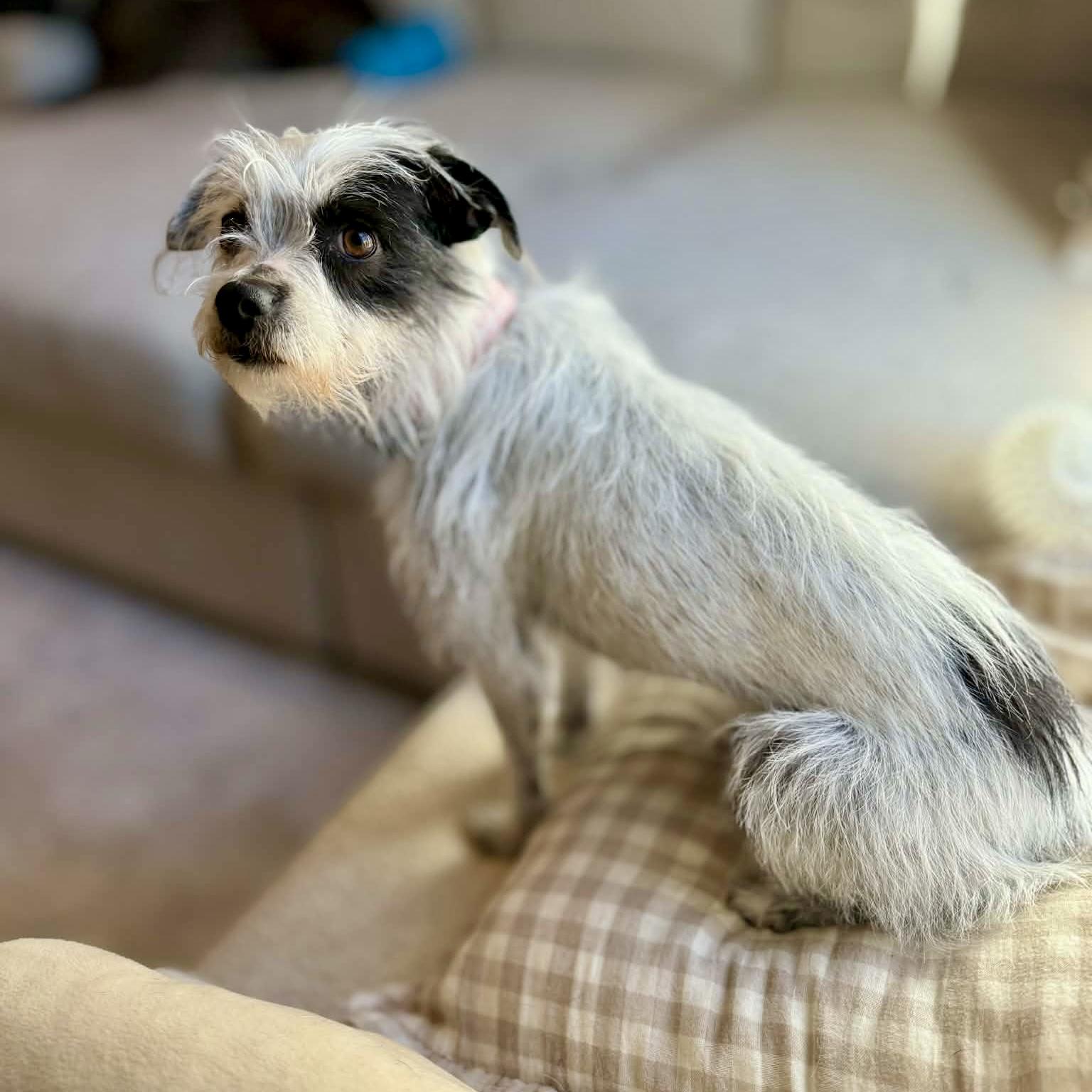 Enlarge Lolli, an adopted mixed breed in Mead, CO image 4/5