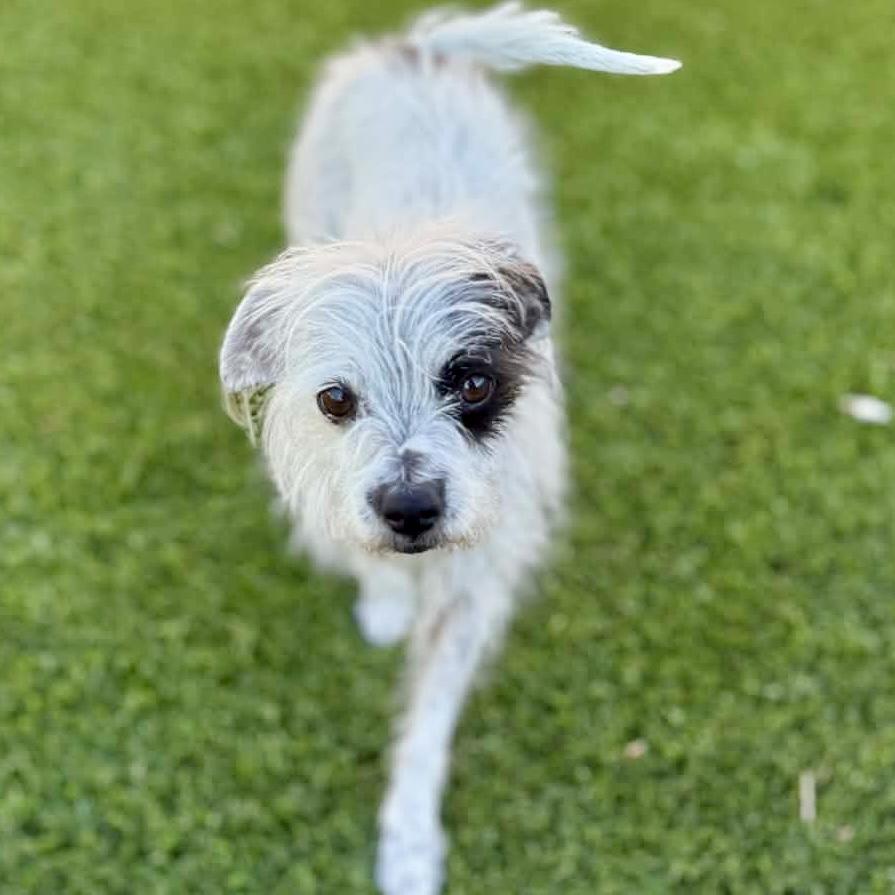 Enlarge Lolli, an adopted mixed breed in Mead, CO image 3/5