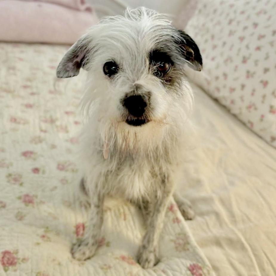 Enlarge Lolli, an adopted mixed breed in Mead, CO image 2/5