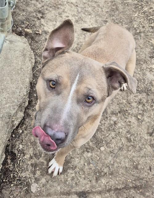 CARAMEL LATTE, Adoptable, Young Male Pit Bull Terrier.