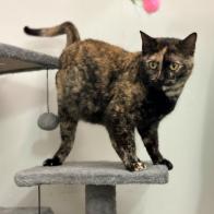 Enlarge Kreme, a Adoptable Domestic Short Hair in Calverton, NY image 1/2