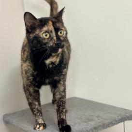 Enlarge Kreme, a Adoptable Domestic Short Hair in Calverton, NY image 2/2