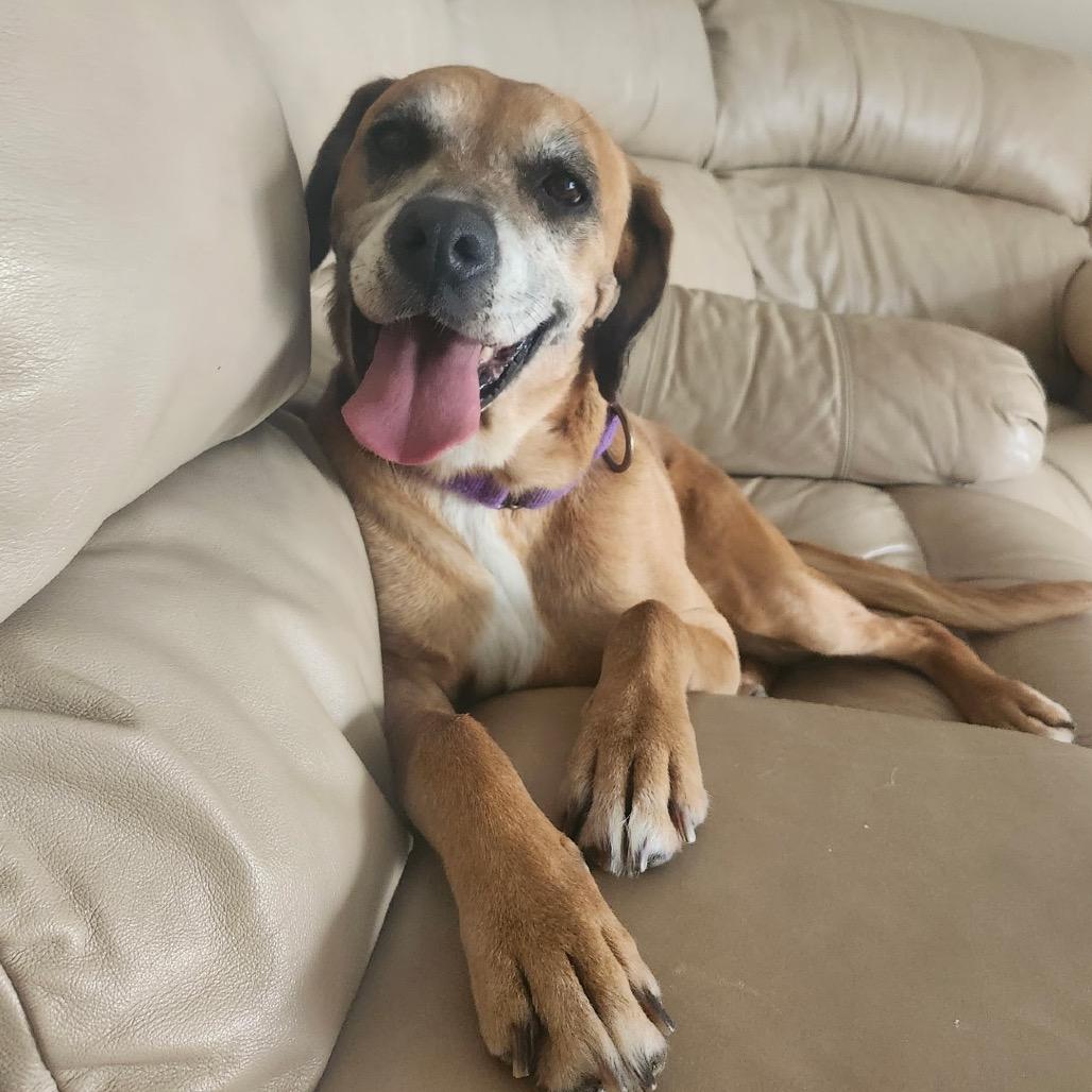 Loretta, Adoptable, Senior Female Mixed Breed.