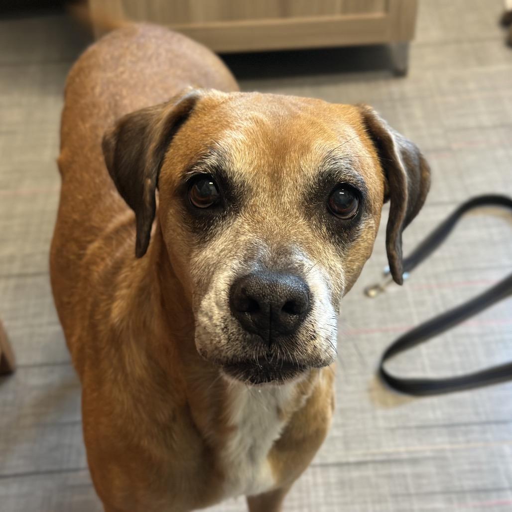 Enlarge Loretta, a Adoptable Mixed Breed in Hinsdale, IL image 2/4