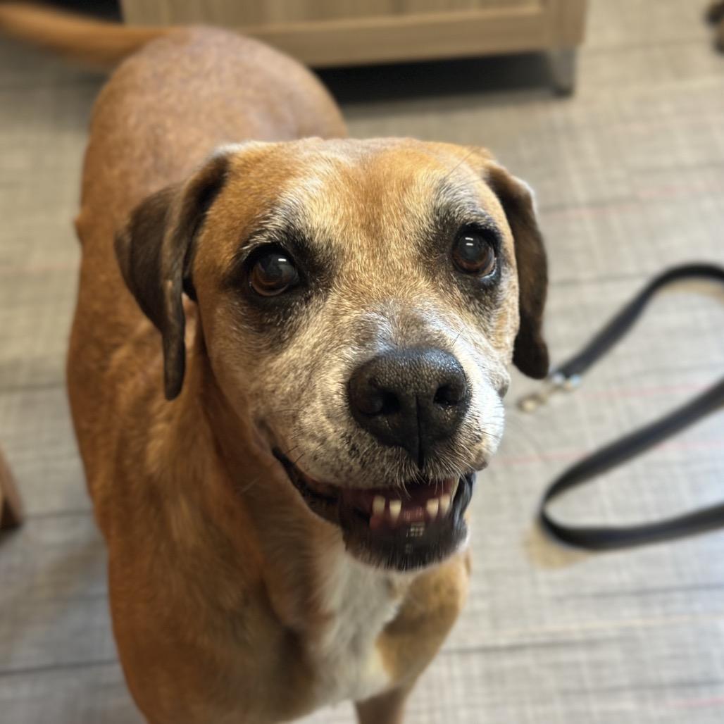 Enlarge Loretta, a Adoptable Mixed Breed in Hinsdale, IL image 4/4