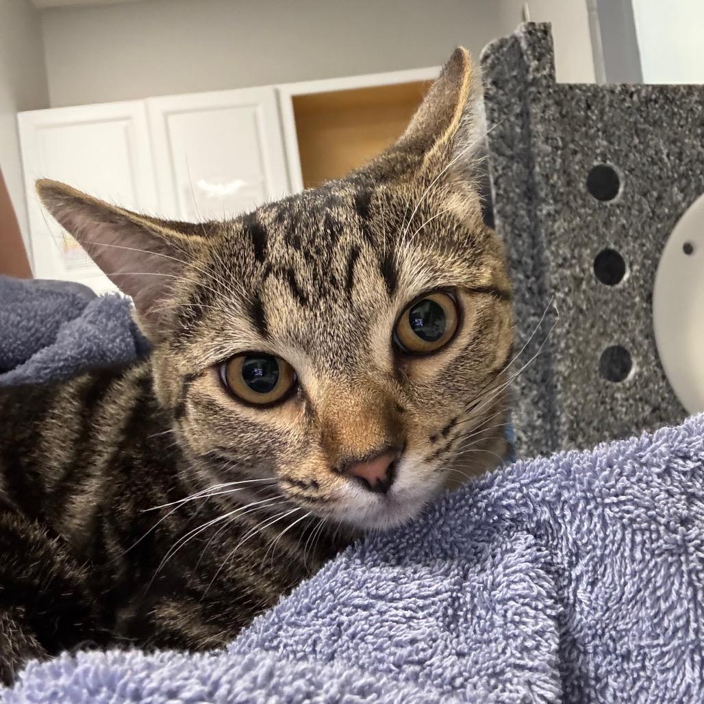 Charlie/Pearl, Adoptable, Kitten Female Domestic Short Hair.