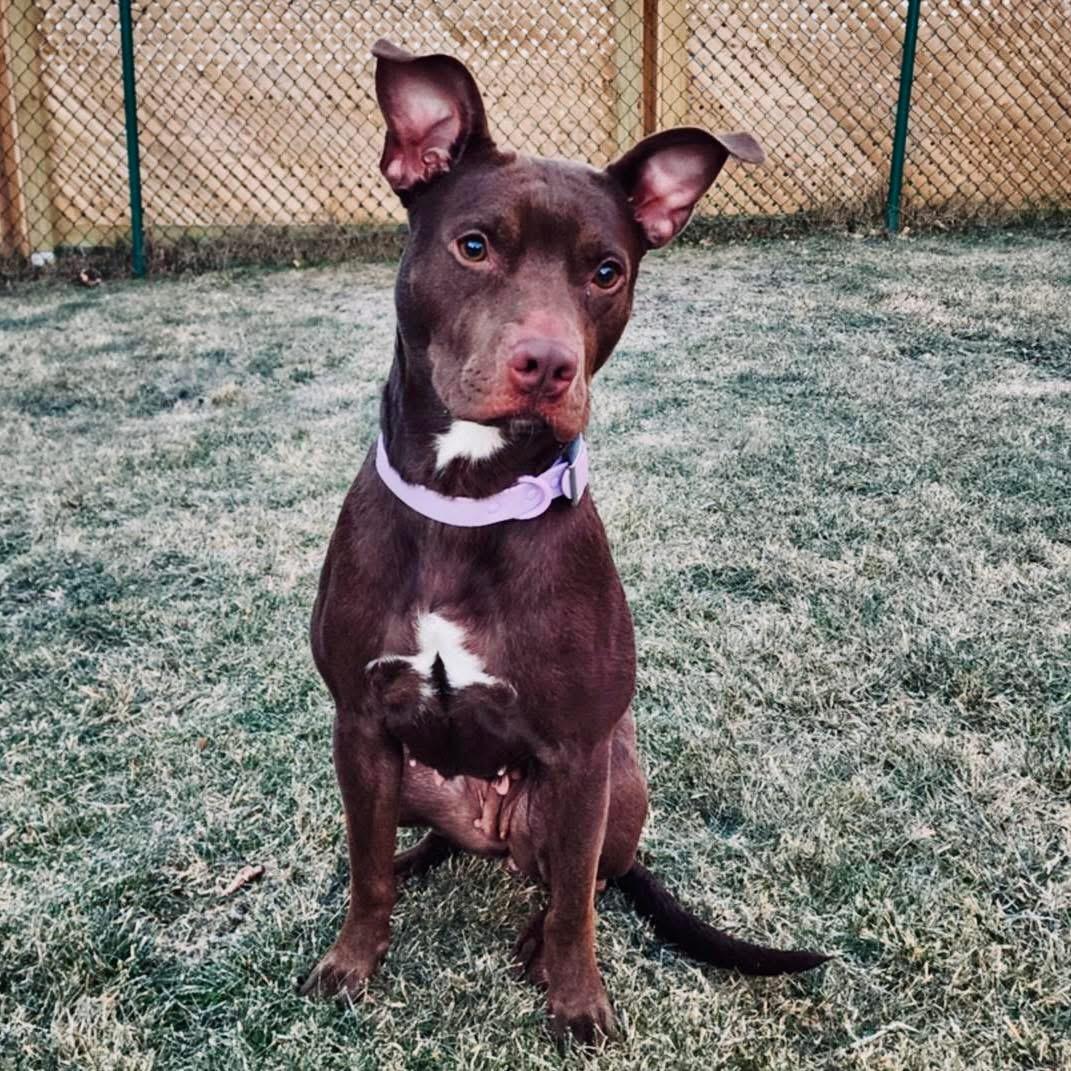 Kimchi , ADOPTABLE, Adult Female Pit Bull Terrier.