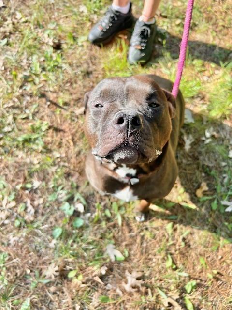 Shadow Queen, Adoptable, Adult Female American Bulldog.