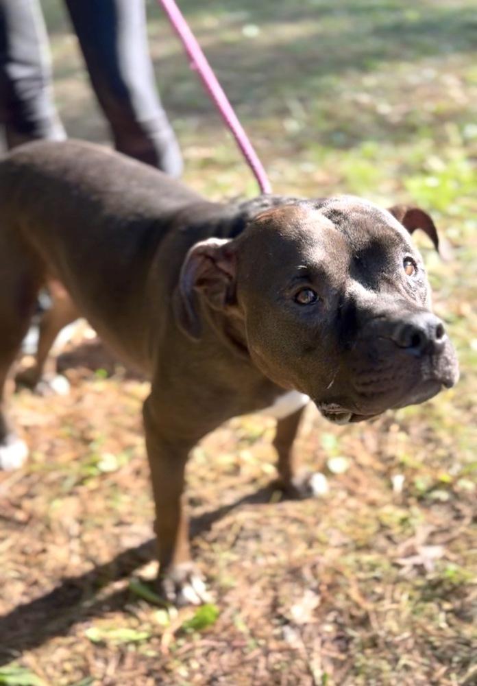Shadow Queen, a Adoptable mixed breed in Muskegon, MI image 2/5