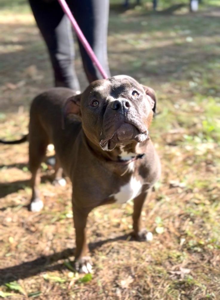 Shadow Queen, a Adoptable mixed breed in Muskegon, MI image 3/5