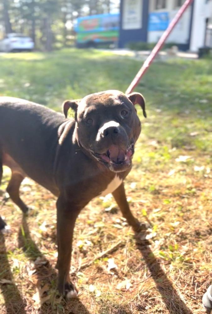 Shadow Queen, a Adoptable mixed breed in Muskegon, MI image 4/5