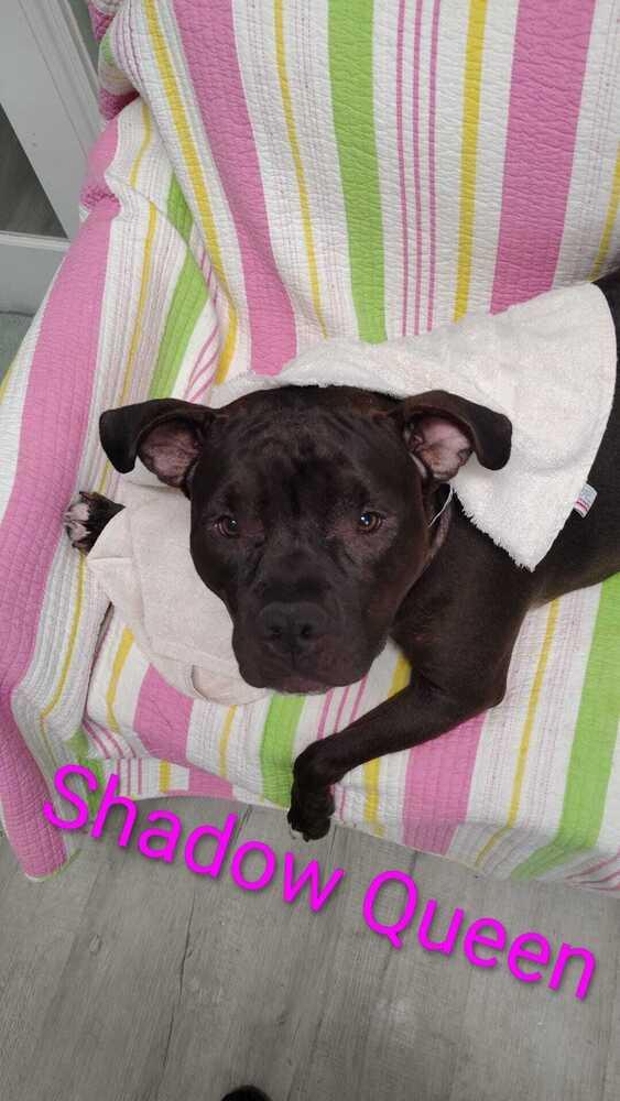 Shadow Queen *In Foster*, a Adoptable mixed breed in Muskegon, MI image 5/6