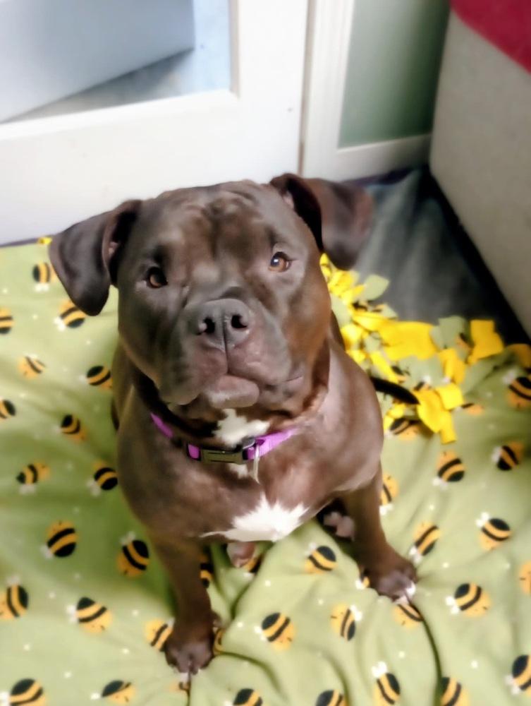 Shadow Queen, a Adoptable mixed breed in Muskegon, MI image 5/5