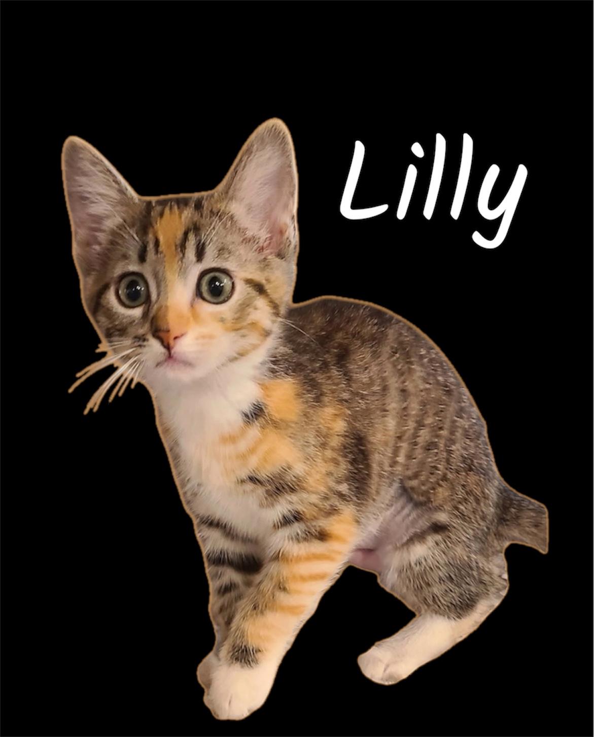 Lilly, adopted, Kitten Female Domestic Short Hair.
