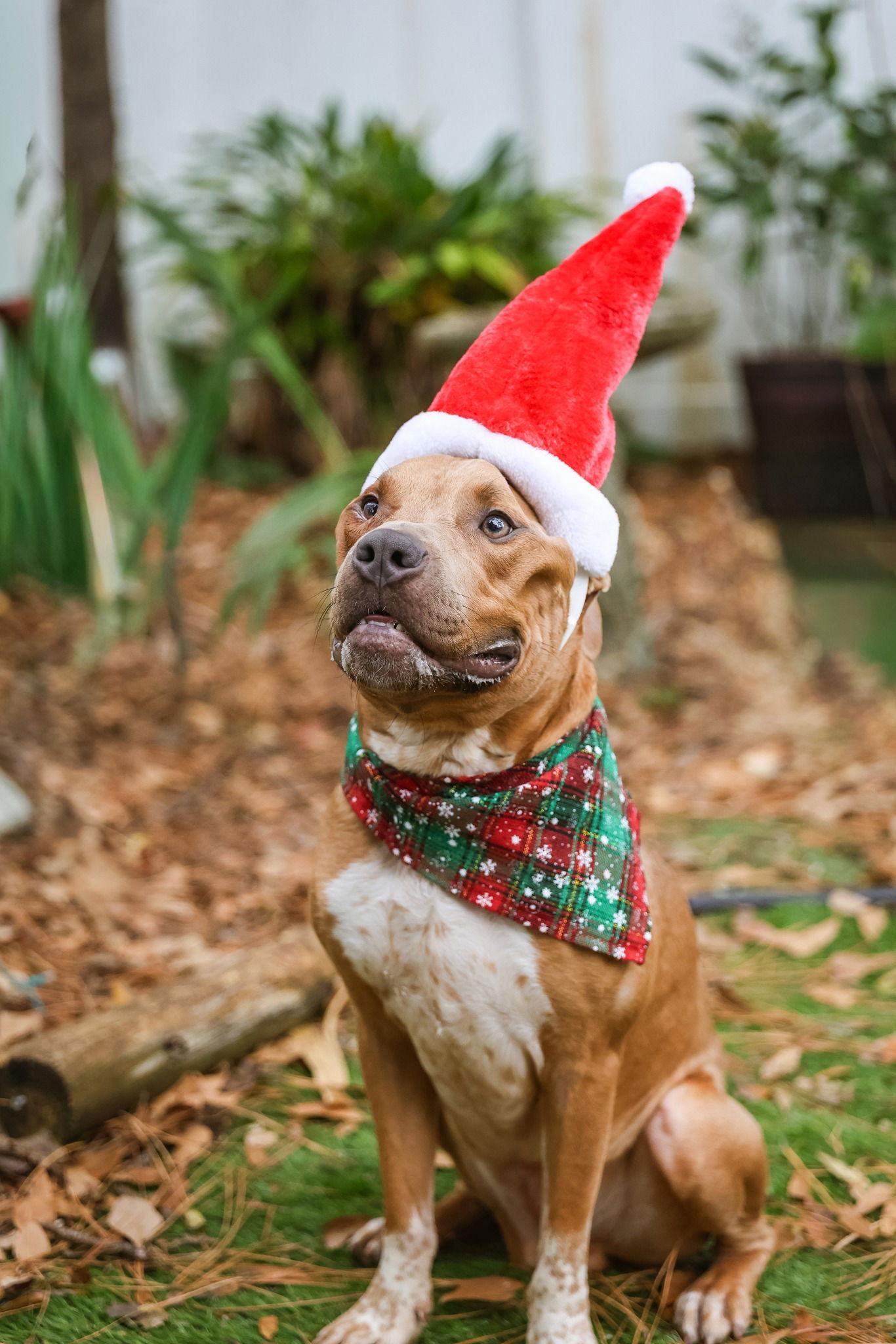 Homie, a Adoptable Mixed Breed image 1/3