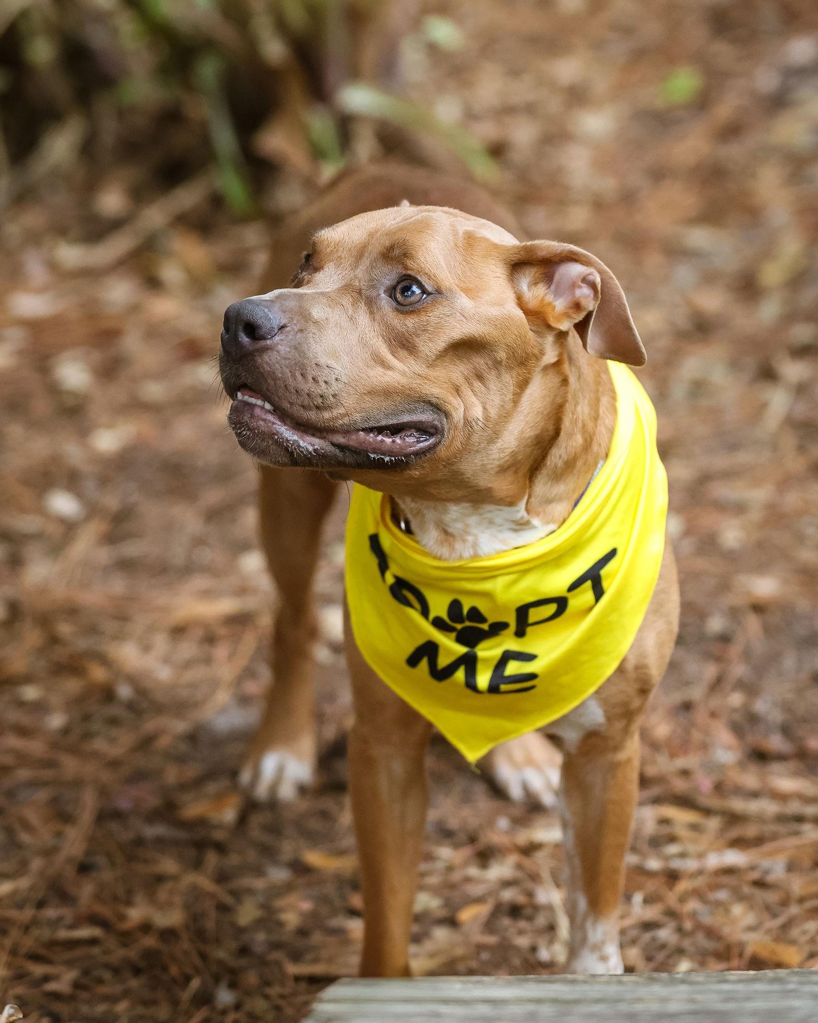 Homie, a Adoptable Mixed Breed image 2/3