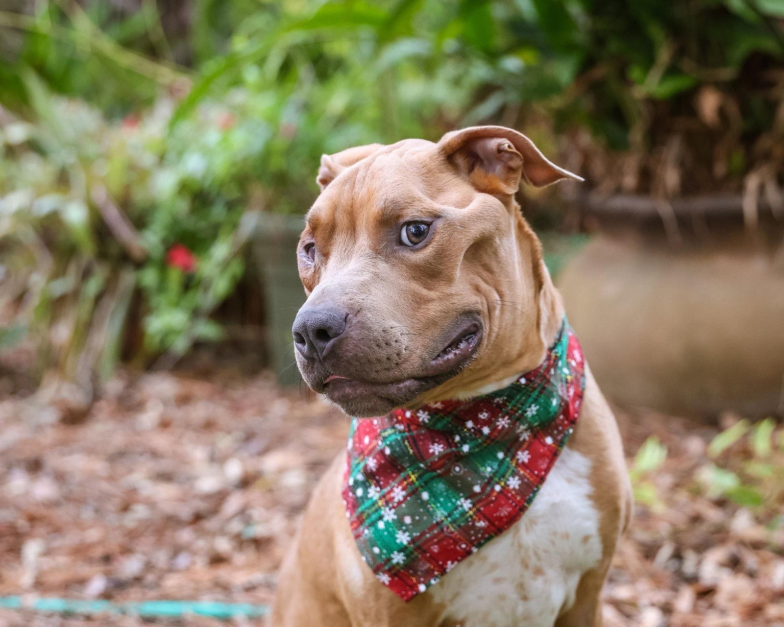 Homie, a Adoptable Mixed Breed image 3/3