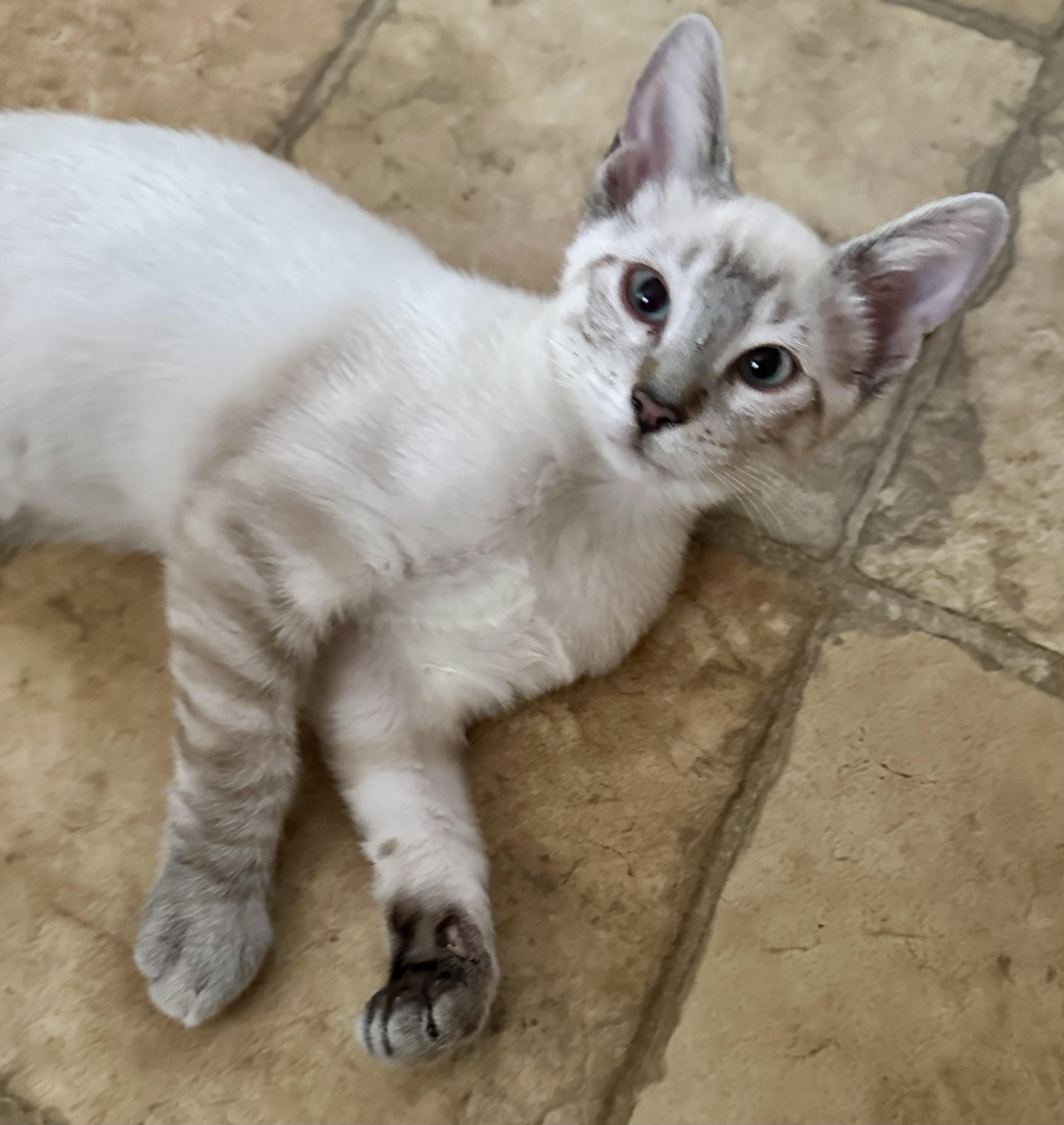 Pepe (Minnie), an adopted Siamese in Davis, CA image 3/3