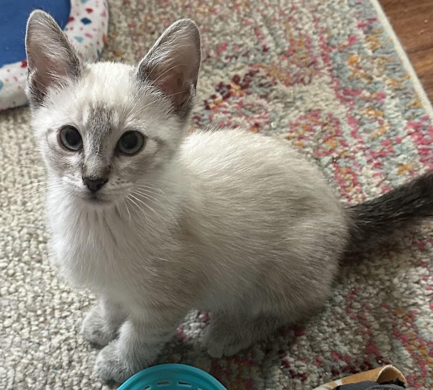 Pepe (Minnie), an adopted Siamese in Davis, CA image 2/3