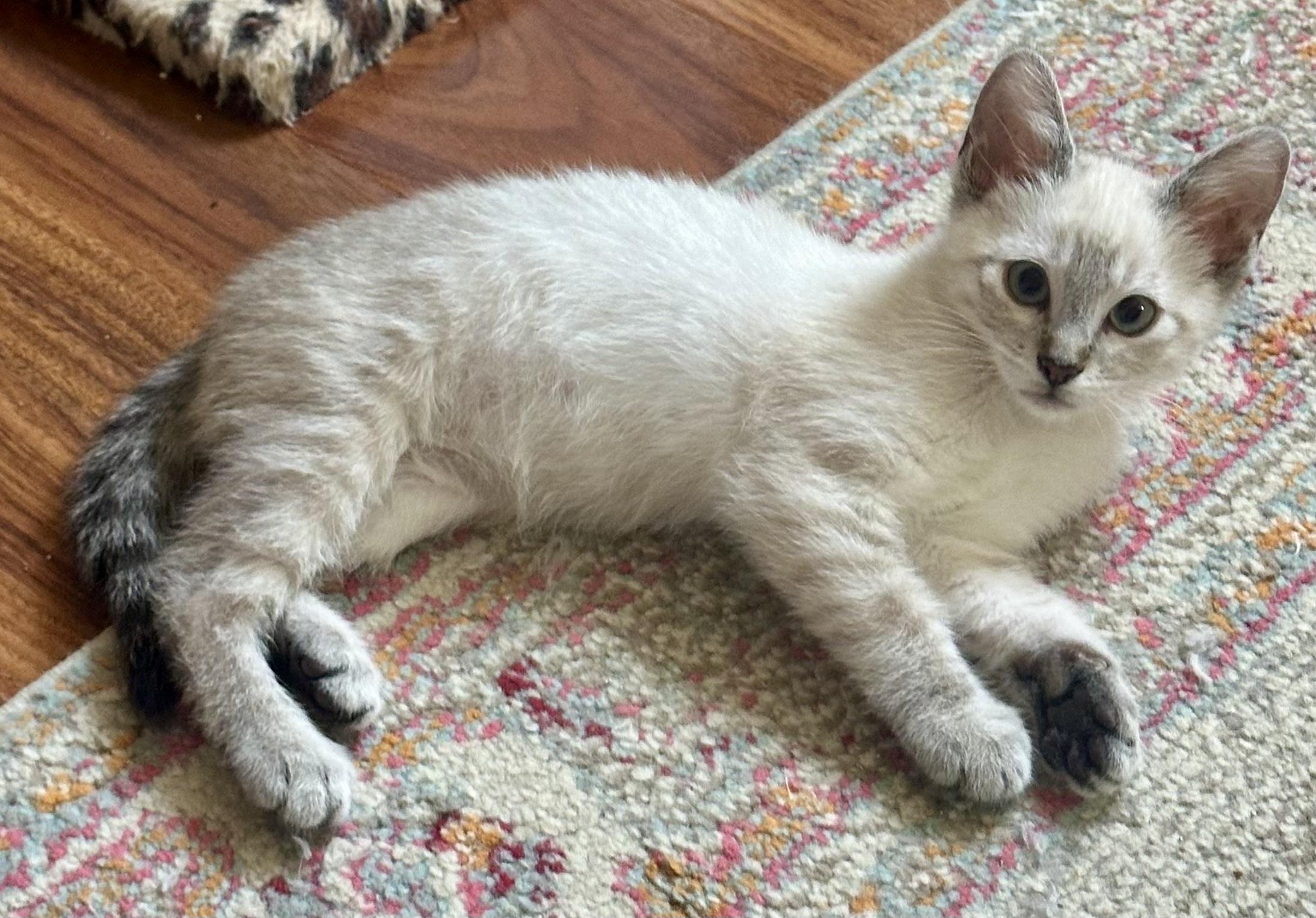 Pepe (Minnie), an adopted Siamese in Davis, CA image 1/3