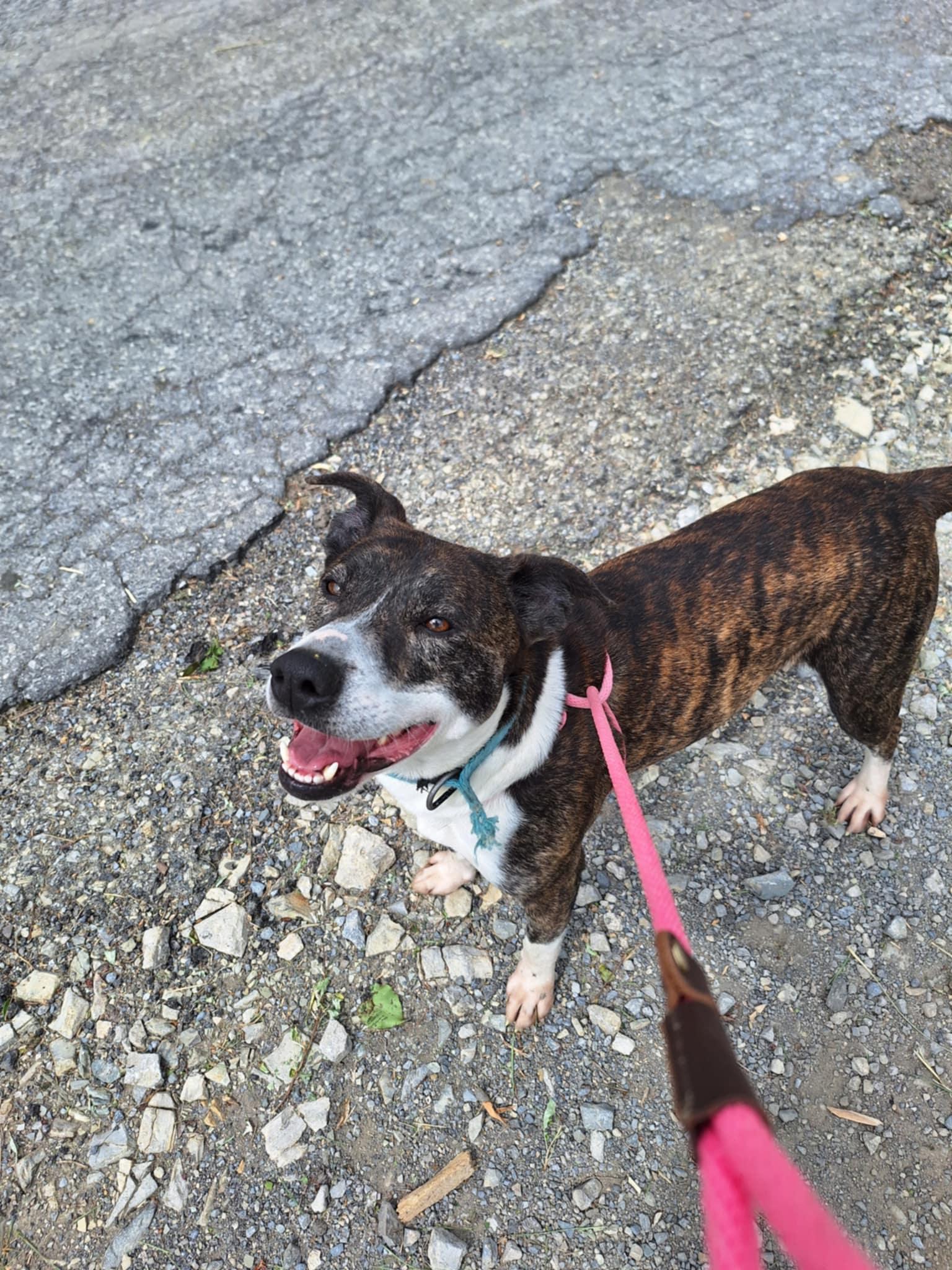 Hazel, a Adoptable Mixed Breed in Dublin, VA image 1/2