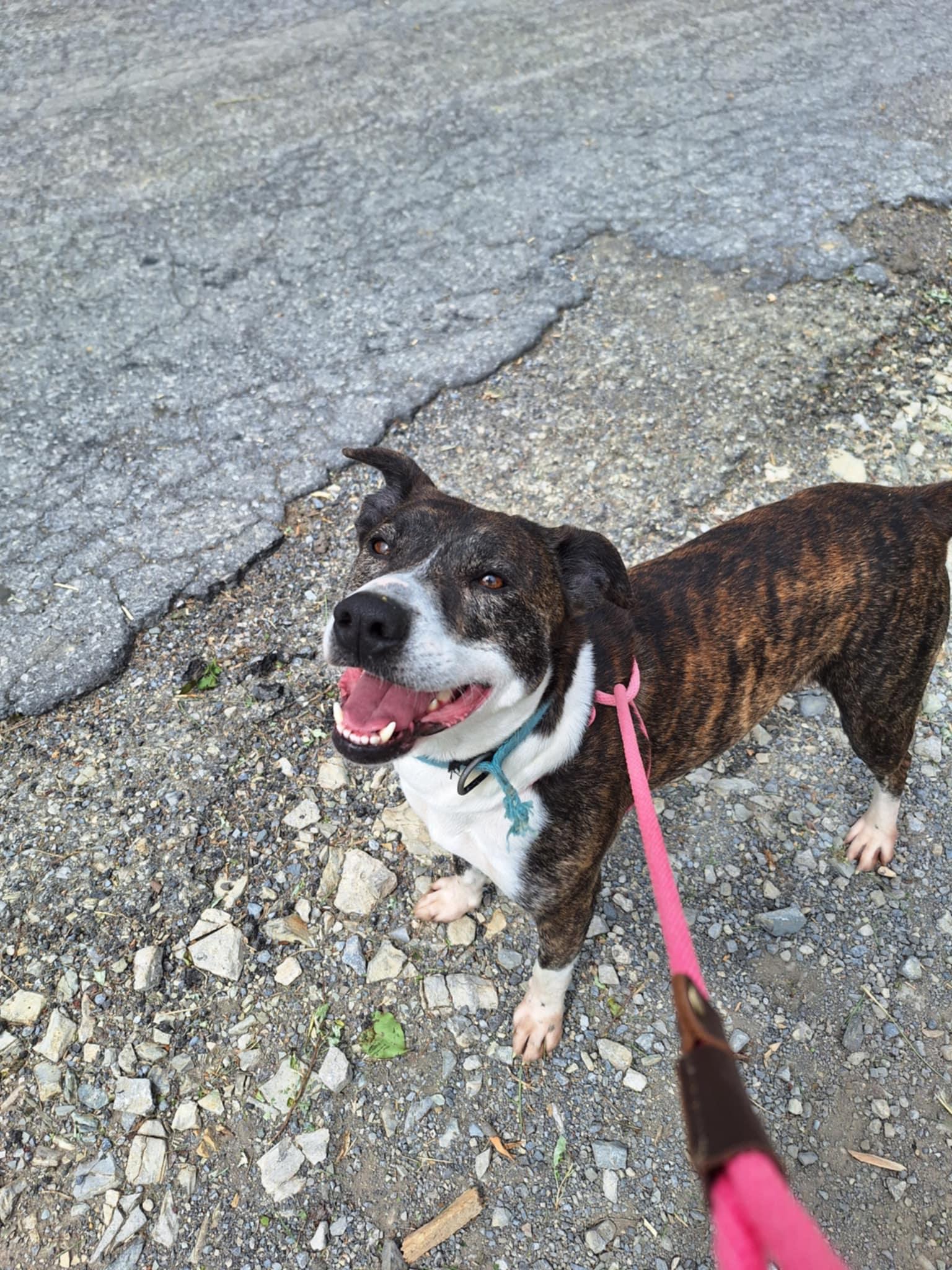 Hazel, a Adoptable Mixed Breed in Dublin, VA image 2/2