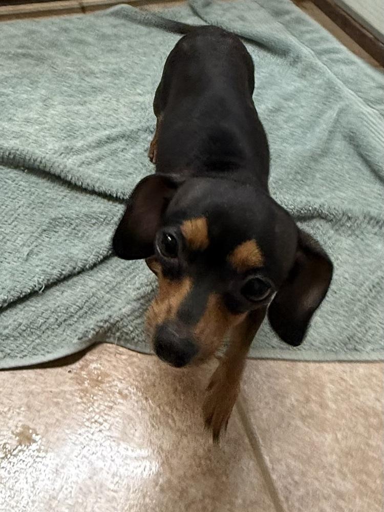 The Doxies : Dottie photo