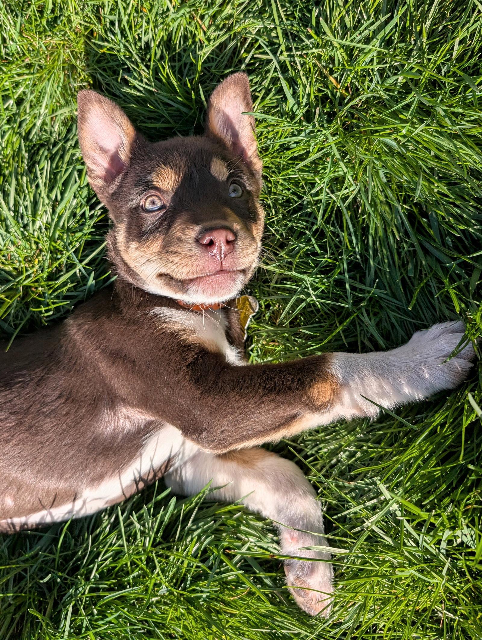 Stewart, Adopted, Puppy Male Cattle Dog.