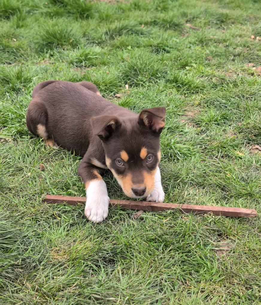 Enlarge Stewart, a Adopted Cattle Dog in Salt Lake City, UT image 2/3