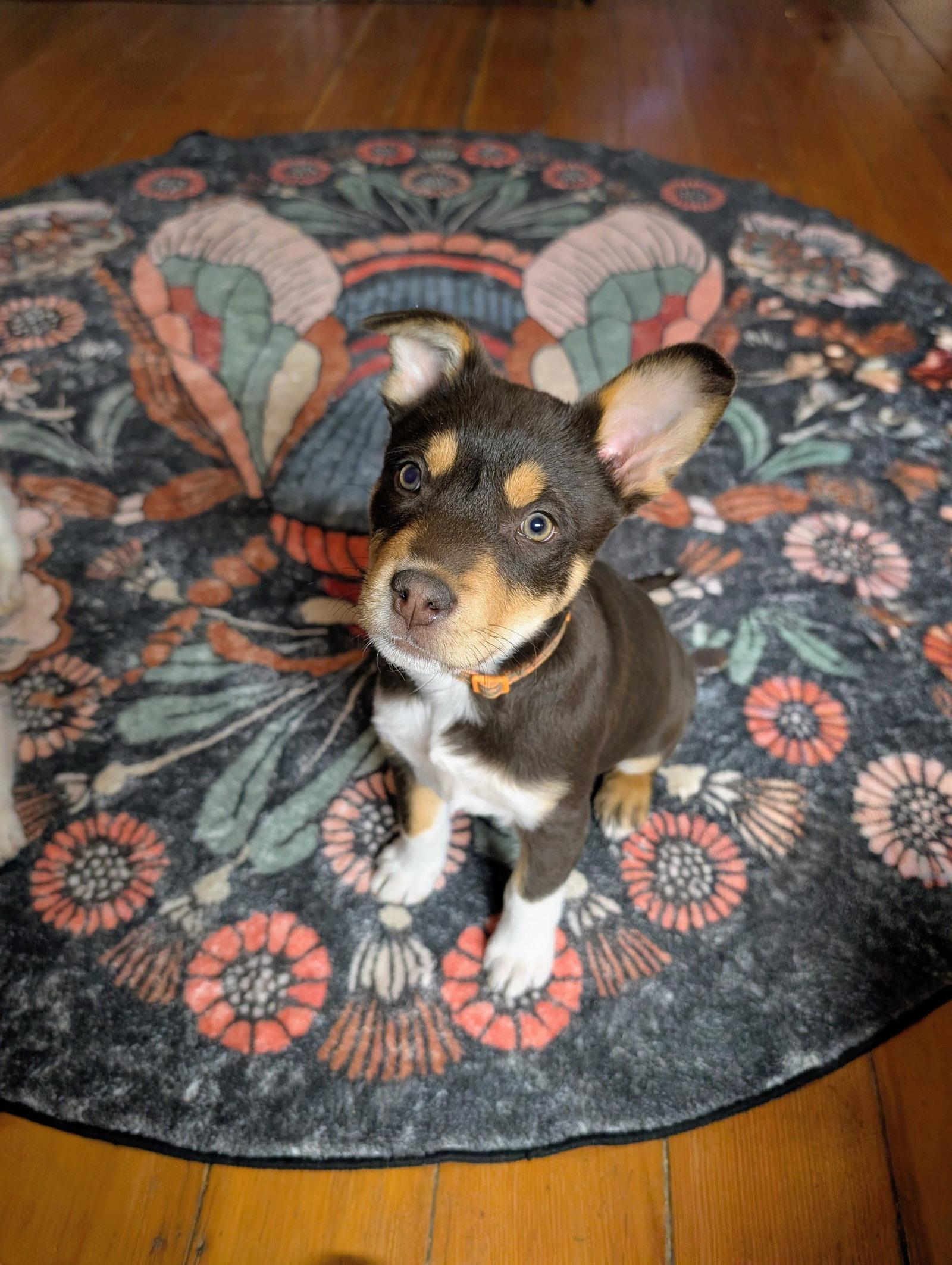 Enlarge Stewart, a Adopted Cattle Dog in Salt Lake City, UT image 3/3