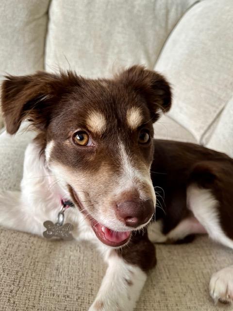 Bella, Adopted, Puppy Female Australian Shepherd & Poodle.