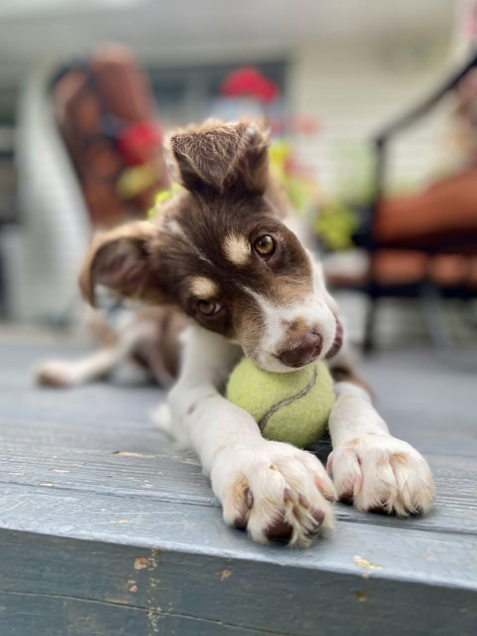 Enlarge Bella, a Adopted mixed breed in Norwalk, CT image 2/4