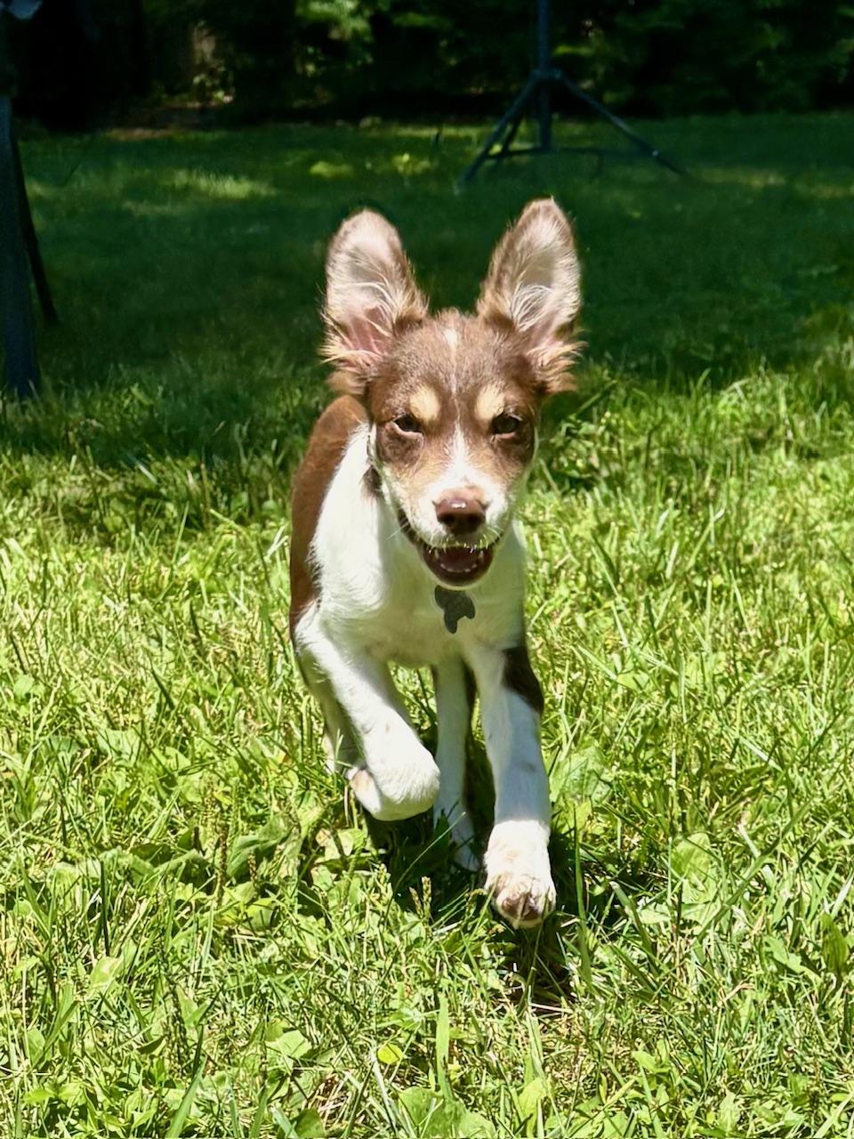 Bella