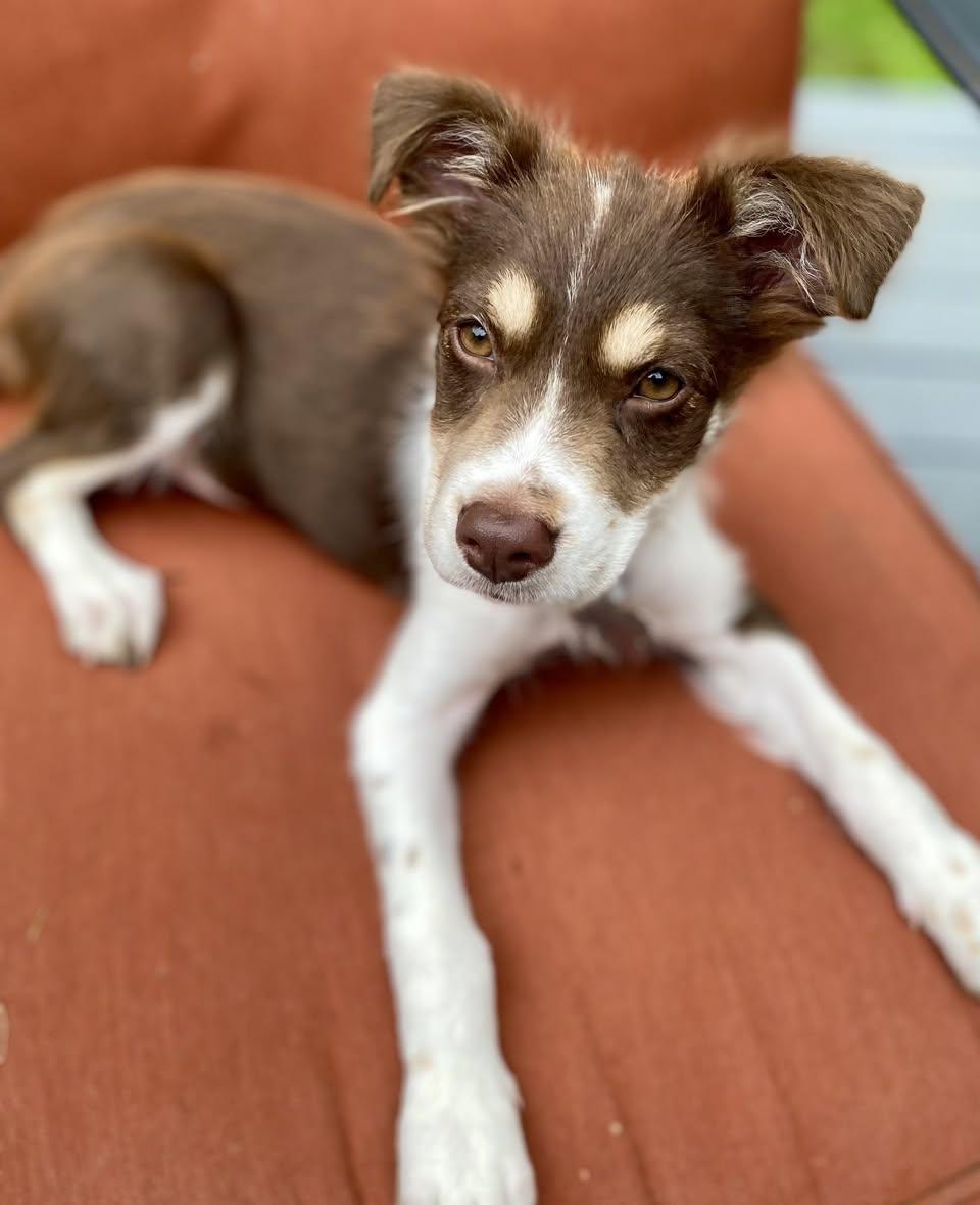 Enlarge Bella, a Adopted mixed breed in Norwalk, CT image 4/4