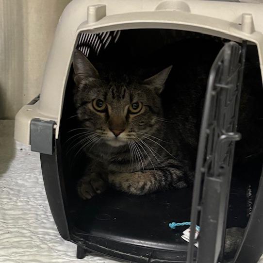 Enlarge Finnick, a Adoptable Domestic Short Hair in Brookfield, MO image 1/1