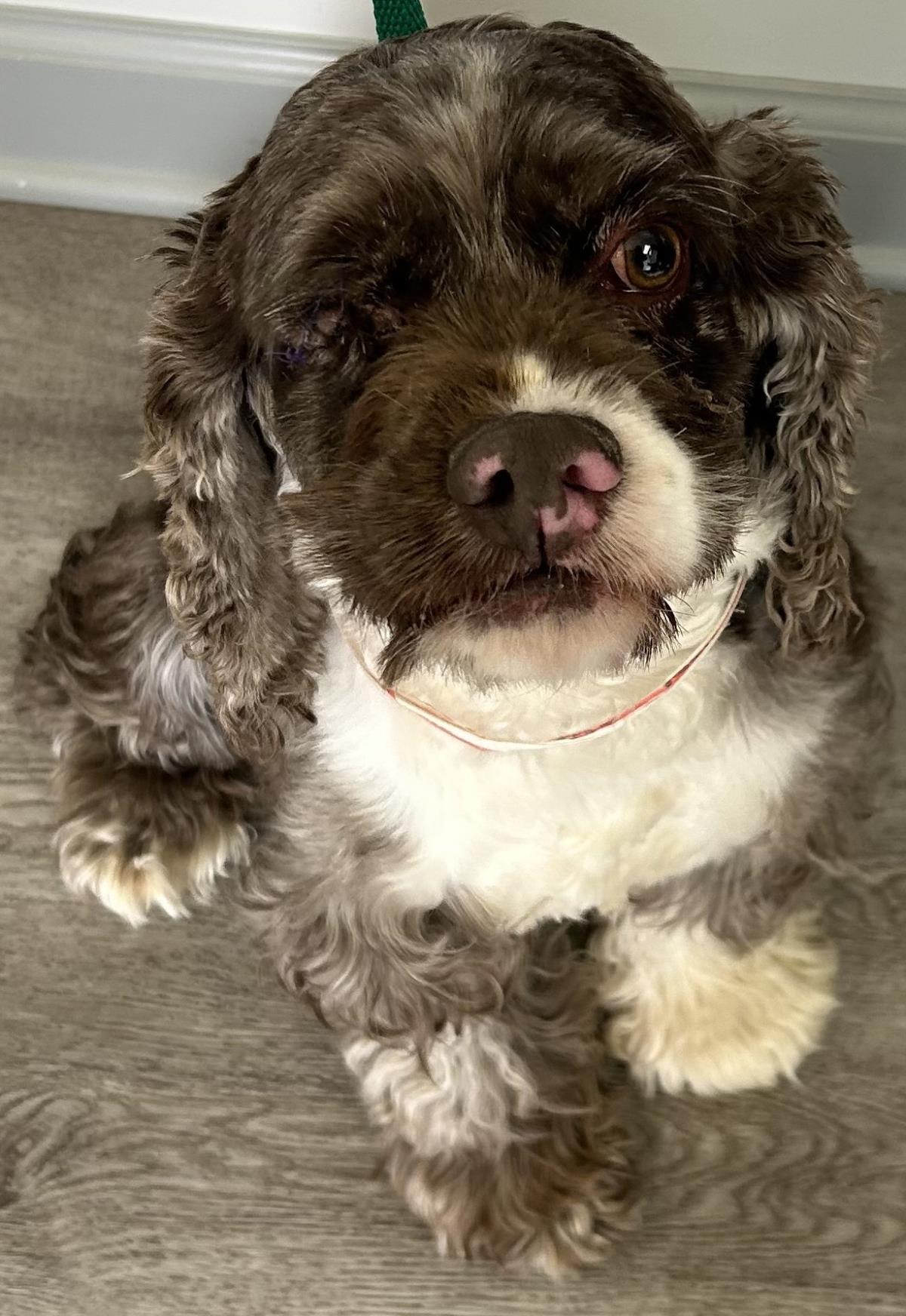 Enlarge Rollie, a Adoptable Cocker Spaniel in Westminster, MD image 1/3