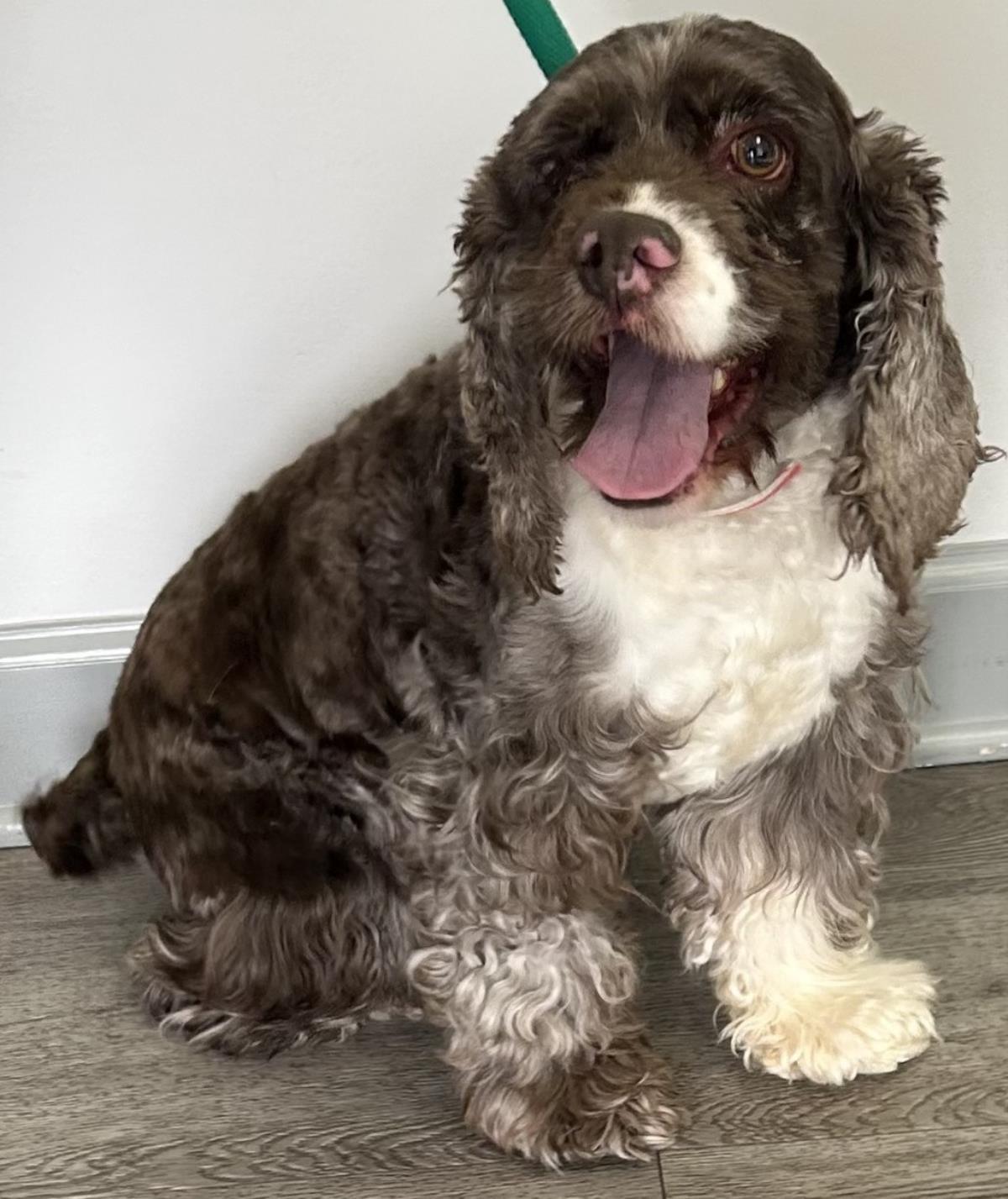 Enlarge Rollie, a Adoptable Cocker Spaniel in Westminster, MD image 1/3