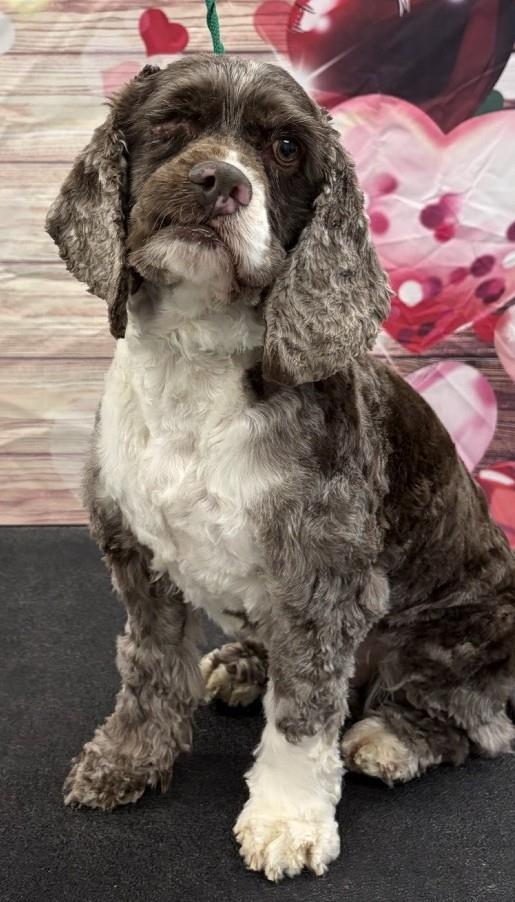 Enlarge Rollie, a Adoptable Cocker Spaniel in Westminster, MD image 2/3