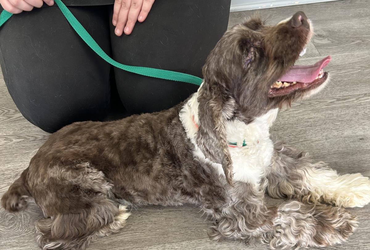 Enlarge Rollie, a Adoptable Cocker Spaniel in Westminster, MD image 3/3